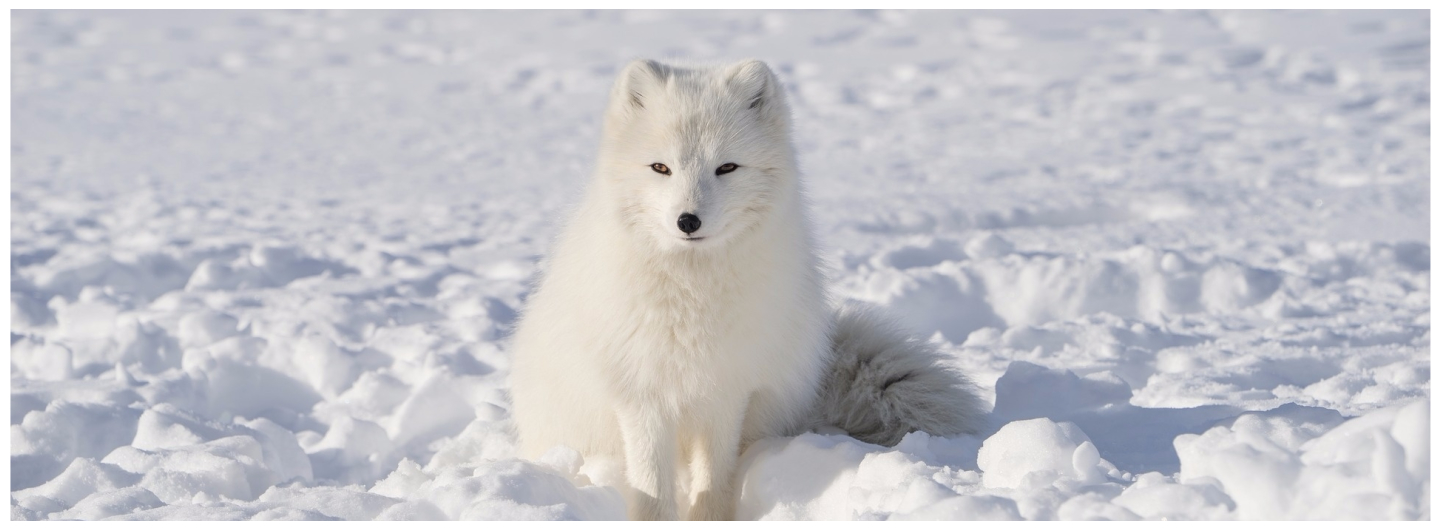 Japan For Animal Lovers - wanderspiel